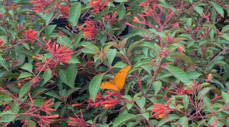 Firebush (Hamelia patens)
