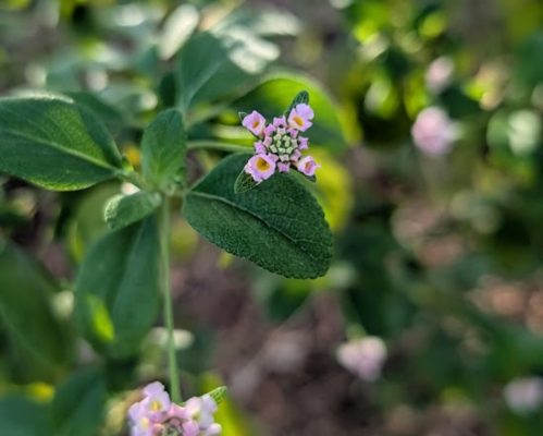 lantana involucrata