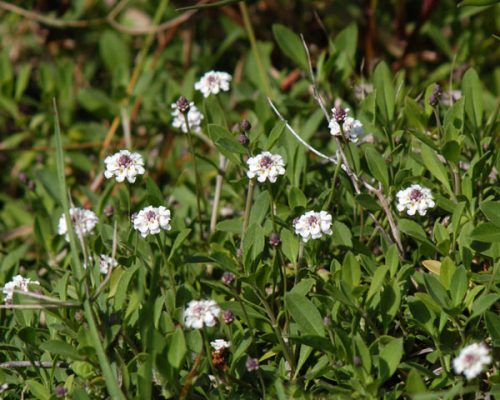 phyla nordiflora
