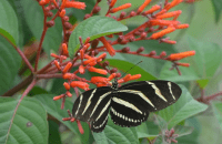 7d14e105-c728-4672-852c-936c67080679-Firebush_TD_7-24-2020 1