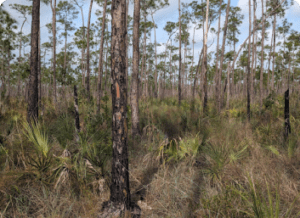 Pine Rocklands: A Treasure Under Threat in South Florida