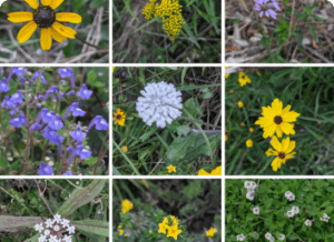 Groundcovers: Nature’s Water-Wise Carpet