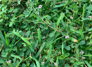 To Lawn or not to Lawn?