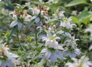 Easy Does It: Planting Your Perfect Native Garden
