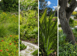 Embrace the Sunshine State: Why Native Plants are Perfect for Your Miami Landscape!