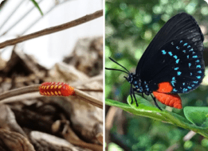 Keep Your Miami Oasis Thriving: Manage Yard Pests Responsibly!