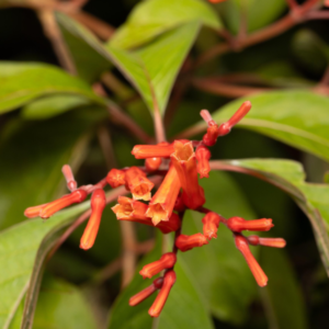 Bring the Tropics Home: Firebush