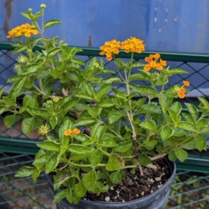 A Burst of Sunshine for Butterflies: Pineland Lantana