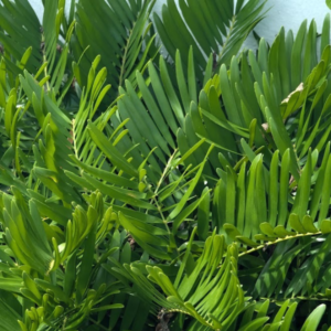 Florida’s Ancient Butterfly Haven: Coontie
