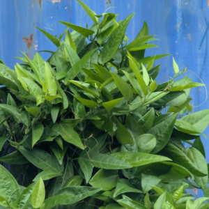 Corkystem Passionflower