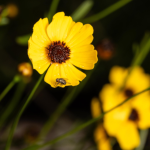 Florida’s Sunshine State Wildflower: The Endearing Tickseed