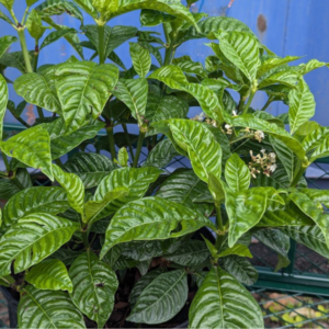 Wild Coffee