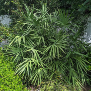 Saw Palmetto