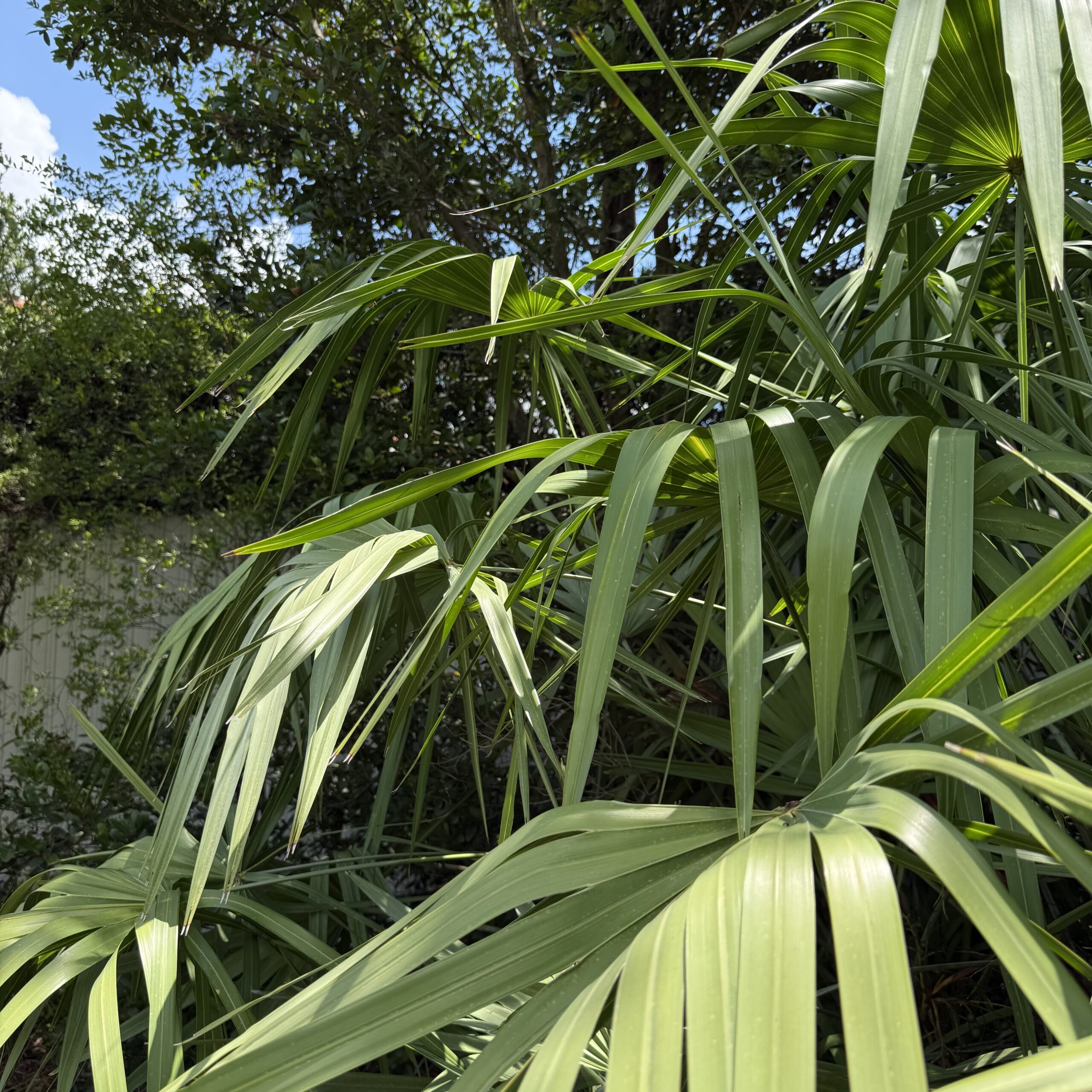 saw palmetto 3