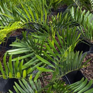 Zamia integrifolia (Coontie) – host for the Atala butterfly