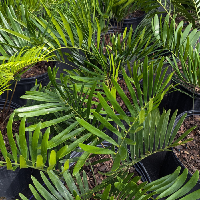 Zamia integrifolia (Coontie) – host for the Atala butterfly Zamia integrifolia (Coontie) – host for the Atala butterfly