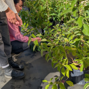 What to Plant Right Now in Miami | Native Plant Guide for South Florida