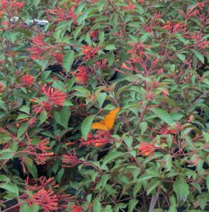 Top Native Plants for Attracting Butterflies in Miami