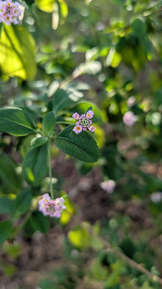 Lantana involucrata (Wild Lantana)