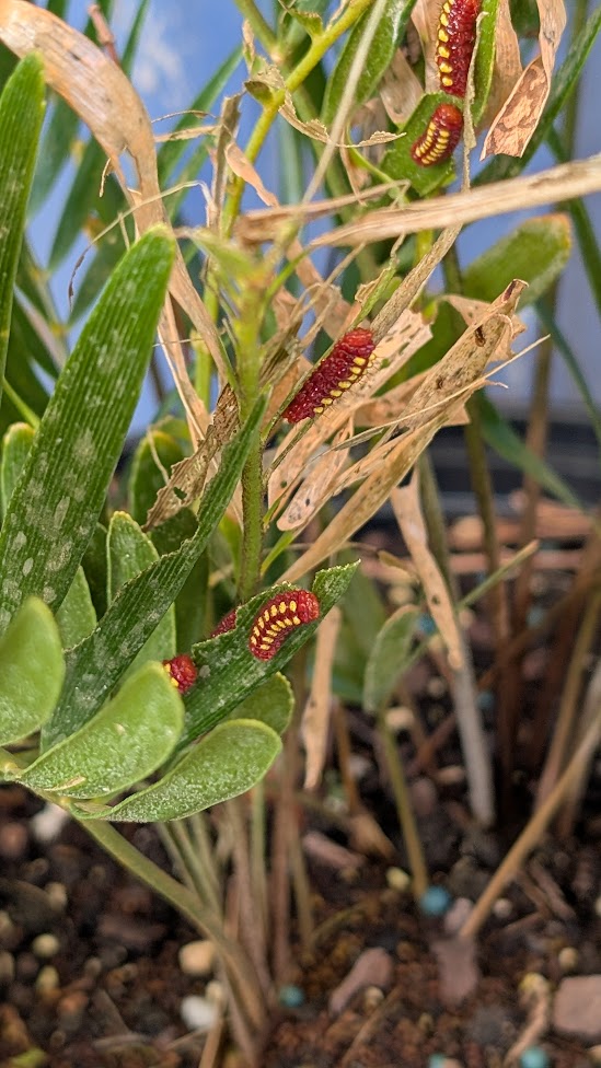 PXL_20250220_155127233 Zamia integrifolia (Coontie) – host for the Atala butterfly