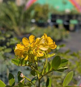 Butterfly Gardening in South Florida: A Dance Between Plants and Wings