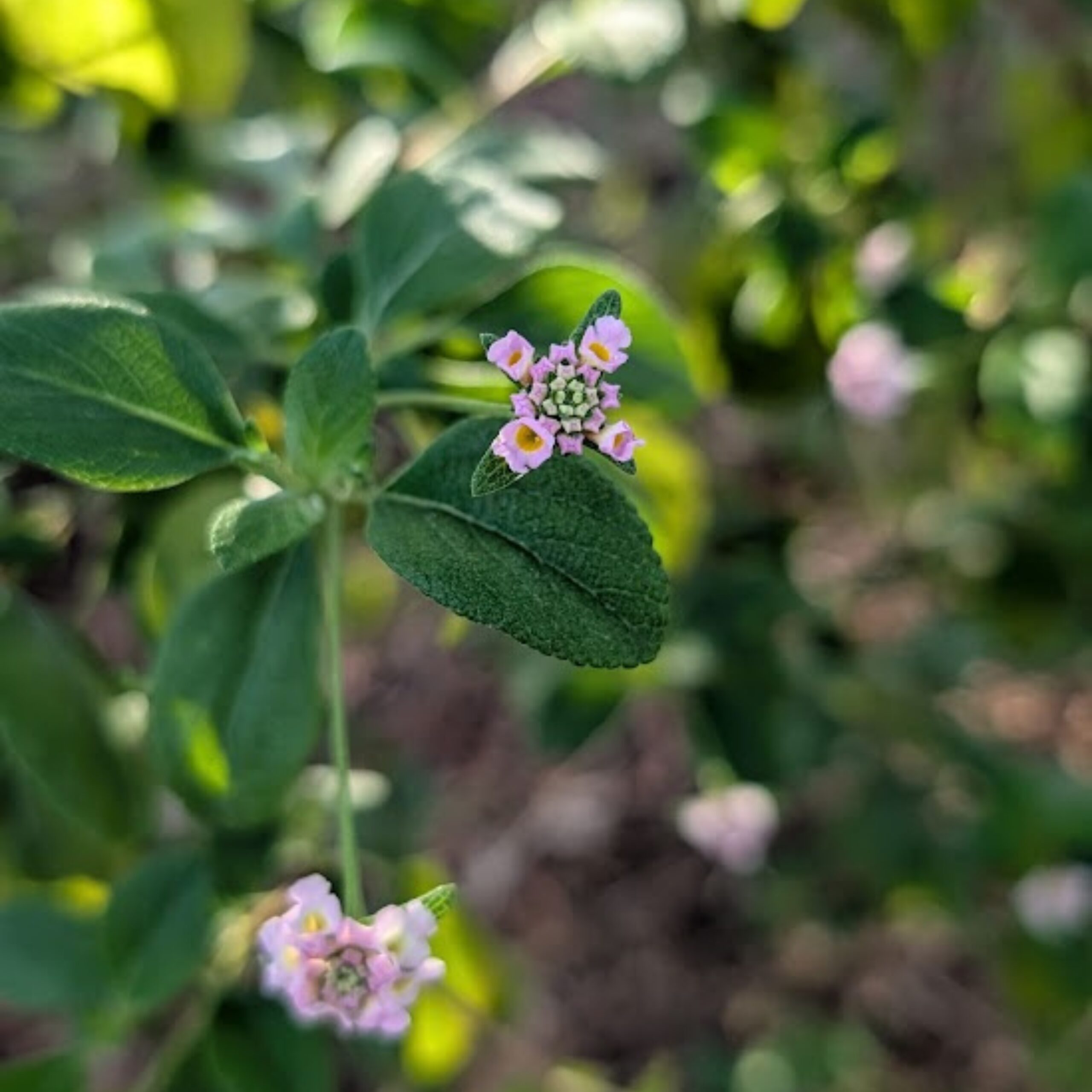 lantana involucrata
