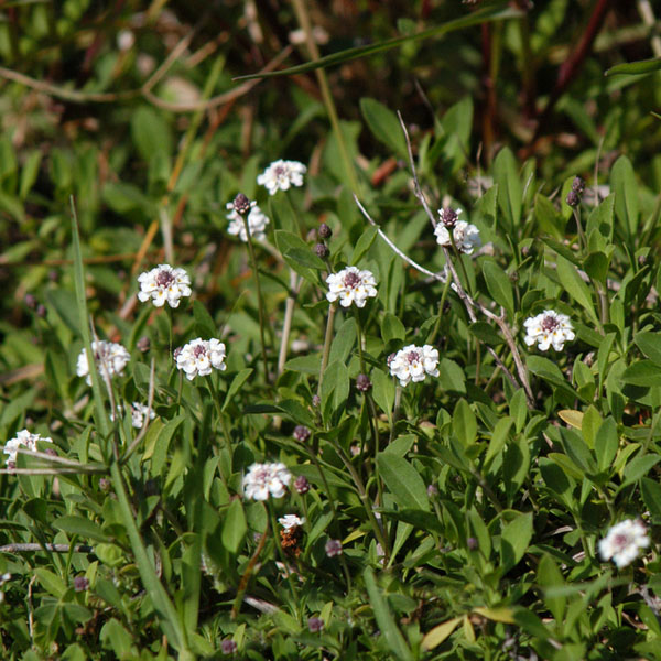 phyla nordiflora