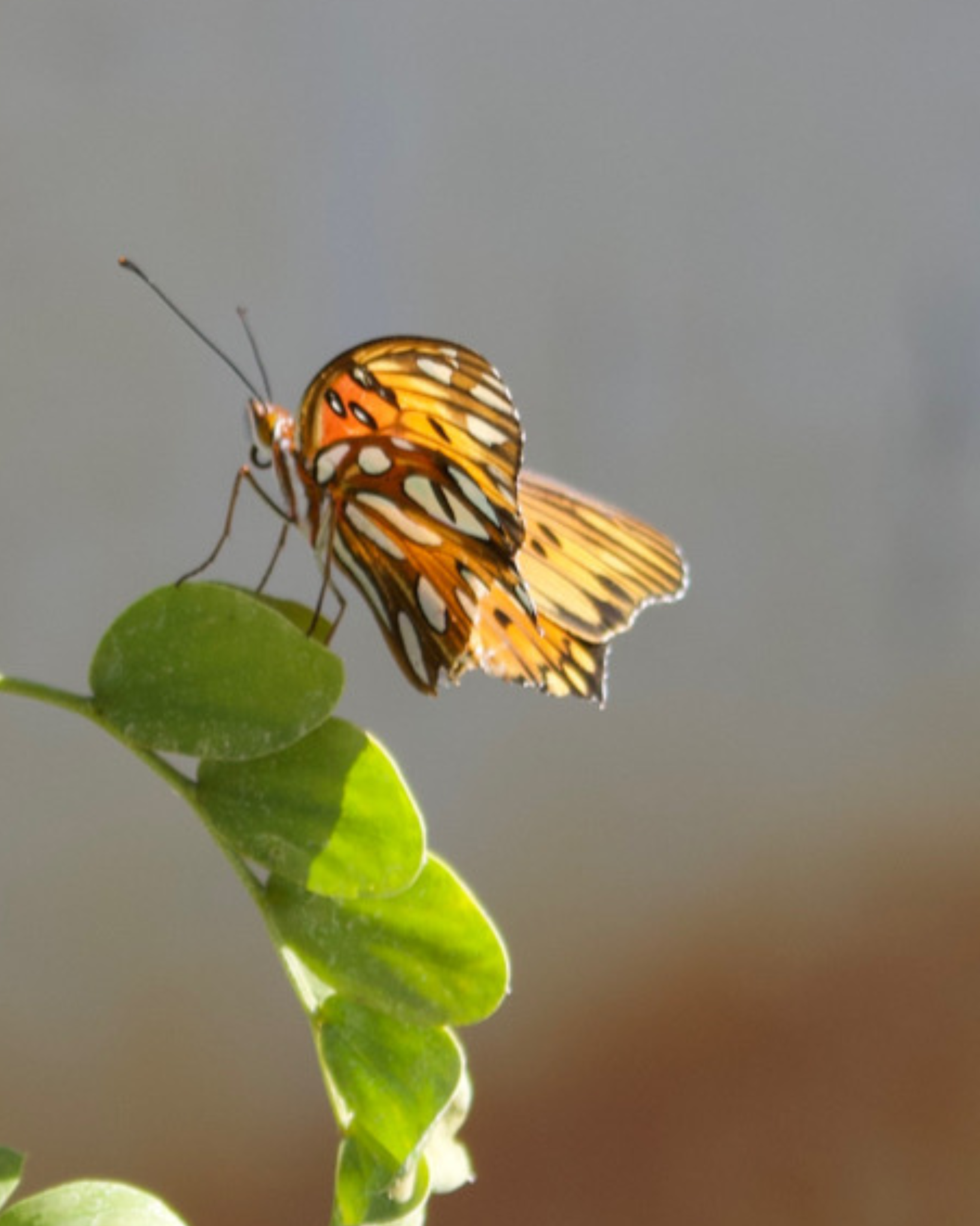 Native Plants That Bring Butterflies to Your Miami Garden.